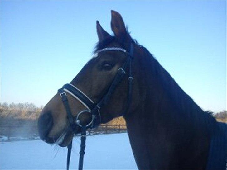 Palomino Holmevejens Zena - Tidligere hest billede 1