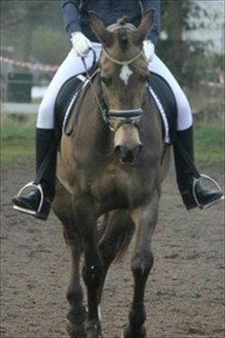 Palomino Holmevejens Zena - Tidligere hest billede 2