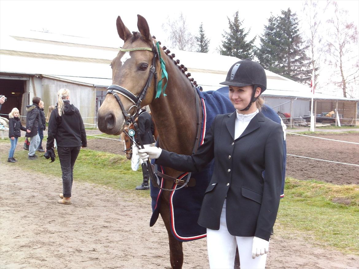 Palomino Holmevejens Zena - Tidligere hest billede 3