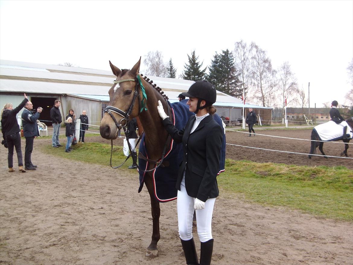 Palomino Holmevejens Zena - Tidligere hest billede 4