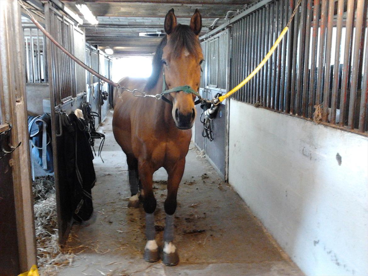 Anden særlig race La Cour (Deutsches Reitpferd/Hessisches Warmblut) - La Cour der er klar til træning på staldgangen :-D billede 8