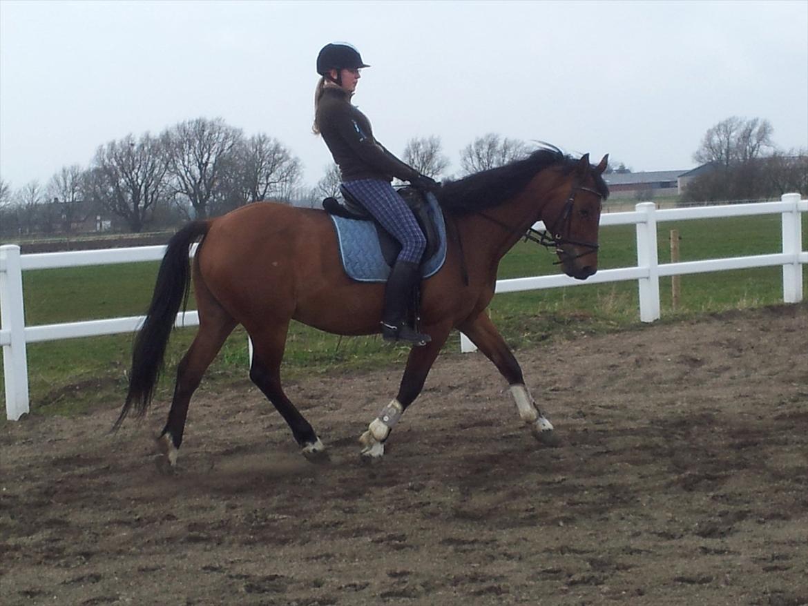 Anden særlig race La Cour (Deutsches Reitpferd/Hessisches Warmblut) - Dressur marts 2012 ;-) billede 9
