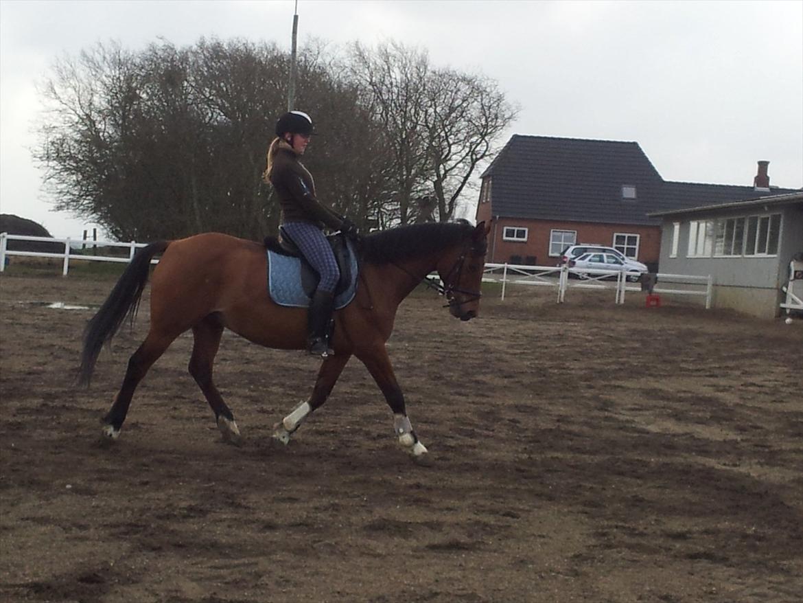 Anden særlig race La Cour (Deutsches Reitpferd/Hessisches Warmblut) - Efter jeg har redet han 1 uge 2012 :-) billede 13