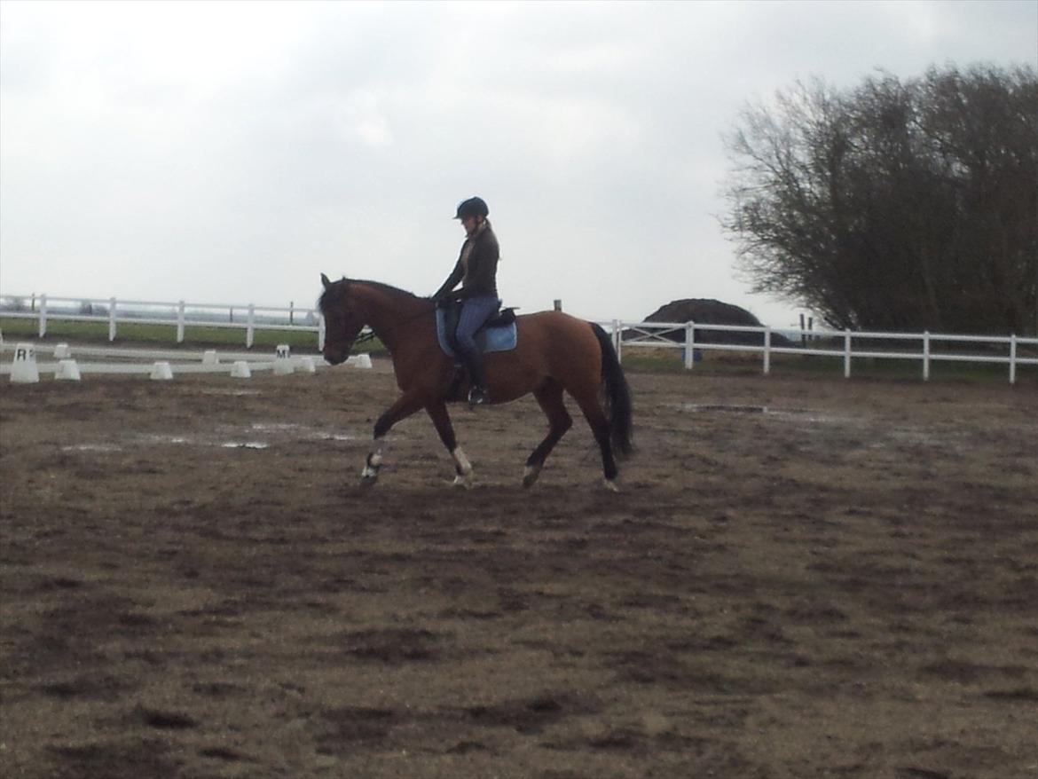 Anden særlig race La Cour (Deutsches Reitpferd/Hessisches Warmblut) - Opvarmning dressur 2012 :) billede 11