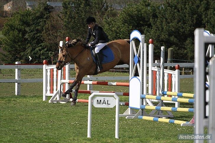 Anden særlig race Topsy SOLGT - Topsys første springstævne gik vildt godt!<3 billede 9