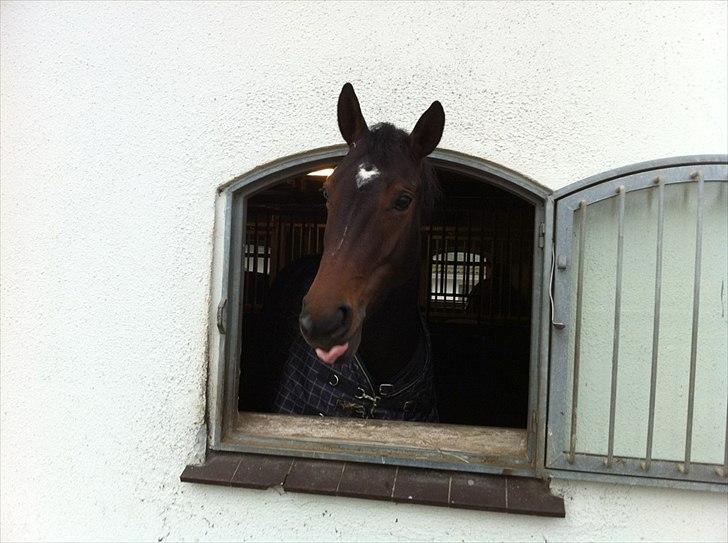 Dansk Varmblod Herizcha Grønvang BRDH billede 8