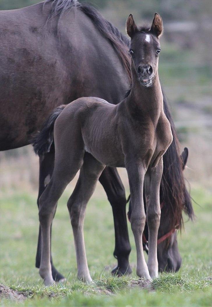 Arabisk fuldblod (OX) Maid of Emotion D. billede 10