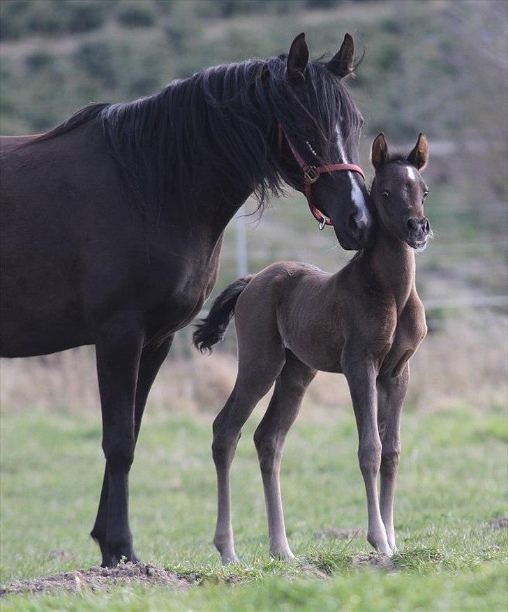 Arabisk fuldblod (OX) Maid of Emotion D. billede 11