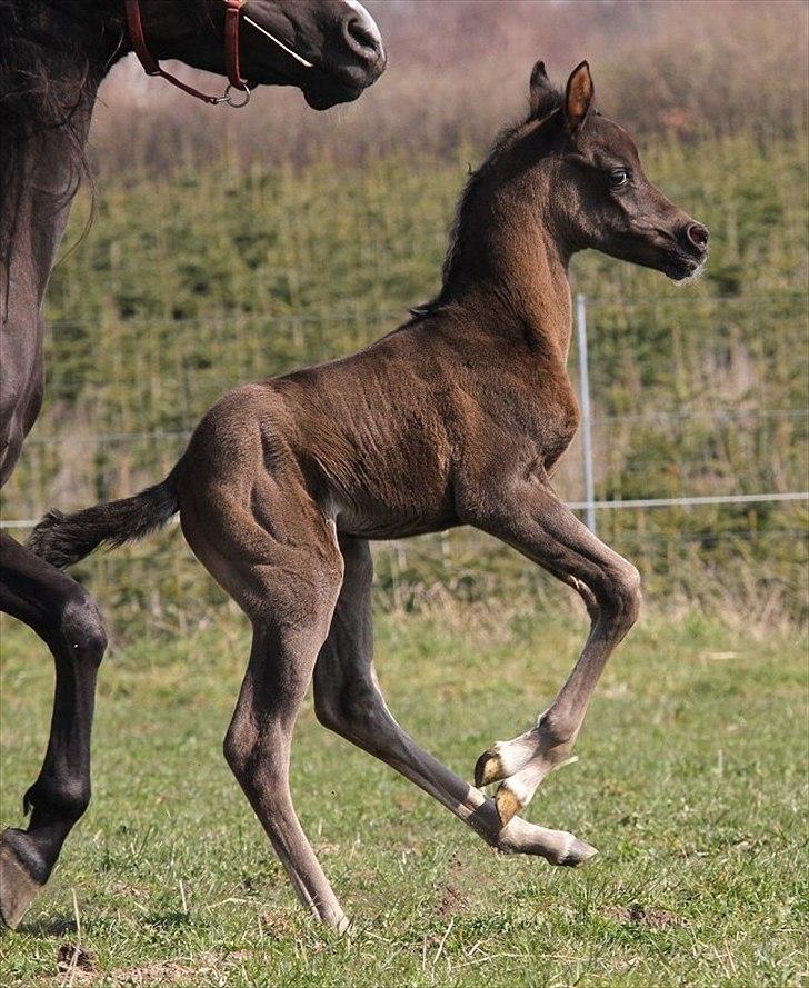 Arabisk fuldblod (OX) Maid of Emotion D. billede 12