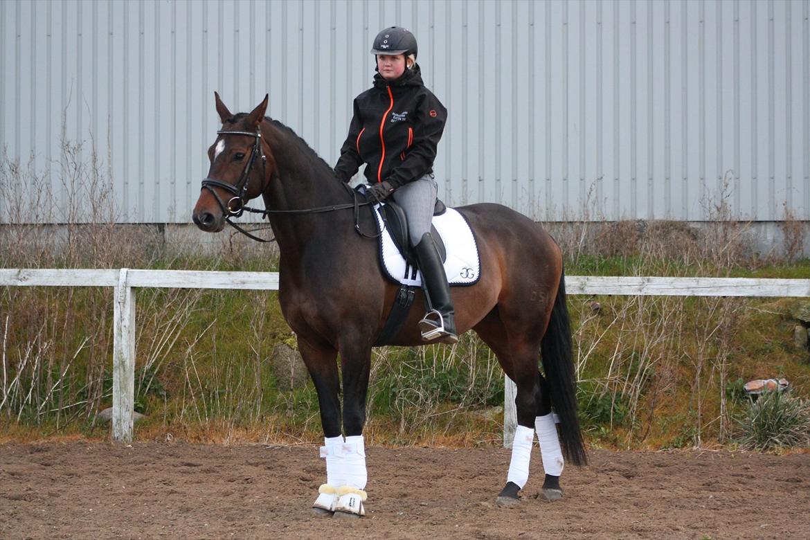 Dansk Varmblod Vesterdams Weltsia - Første gang ude på banen, og det gik fantastisk  billede 2