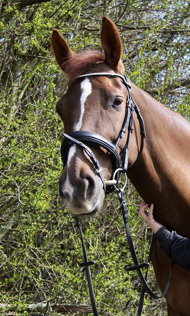 Anden særlig race Felicia - D.22.04.2012 Prinsesse <3 billede 13