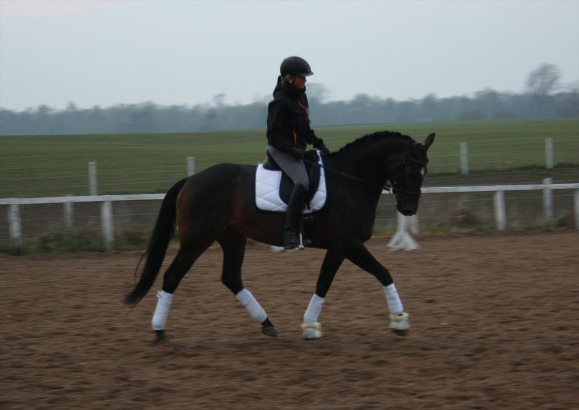 Dansk Varmblod Vesterdams Weltsia billede 3