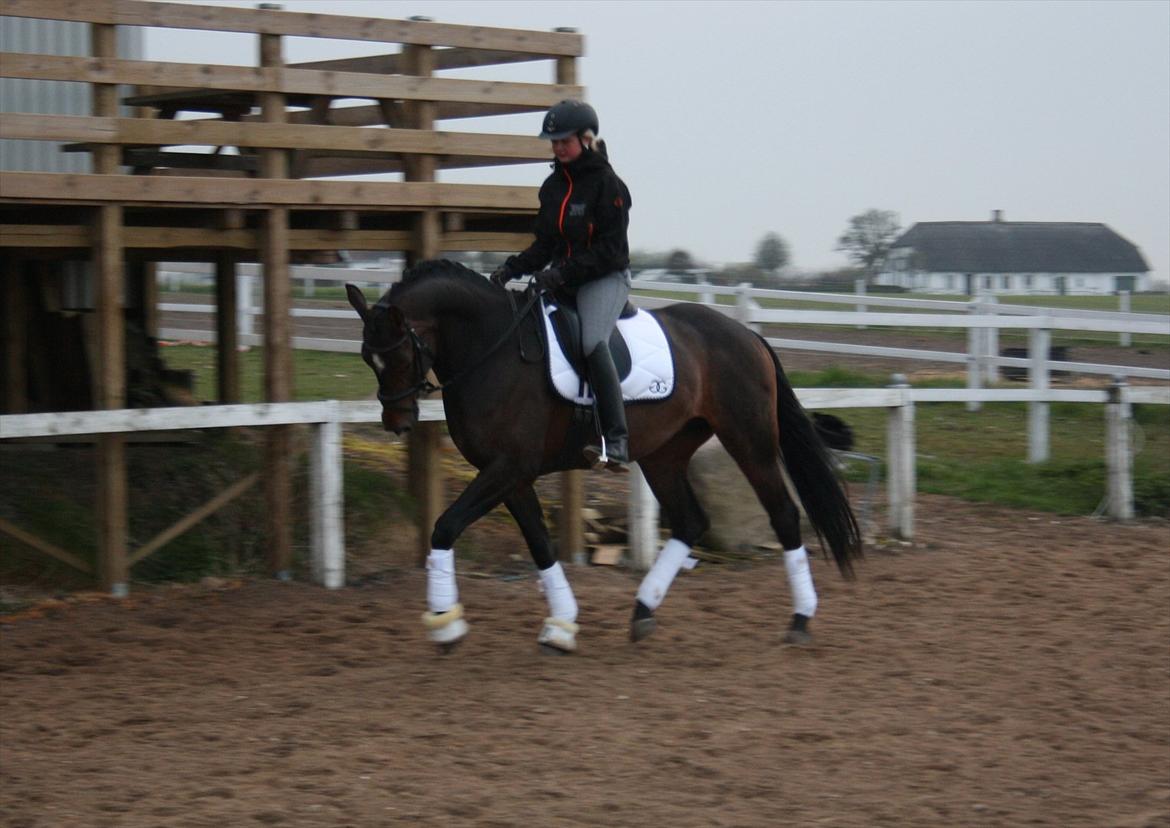 Dansk Varmblod Vesterdams Weltsia billede 4