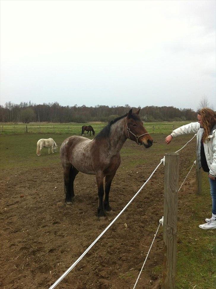 Anden særlig race Donna Karan billede 5