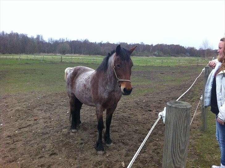 Anden særlig race Donna Karan billede 6