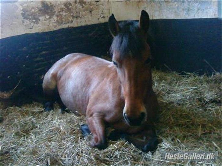 Anden særlig race Donna Karan billede 7