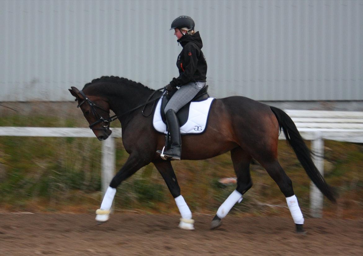 Dansk Varmblod Vesterdams Weltsia billede 5