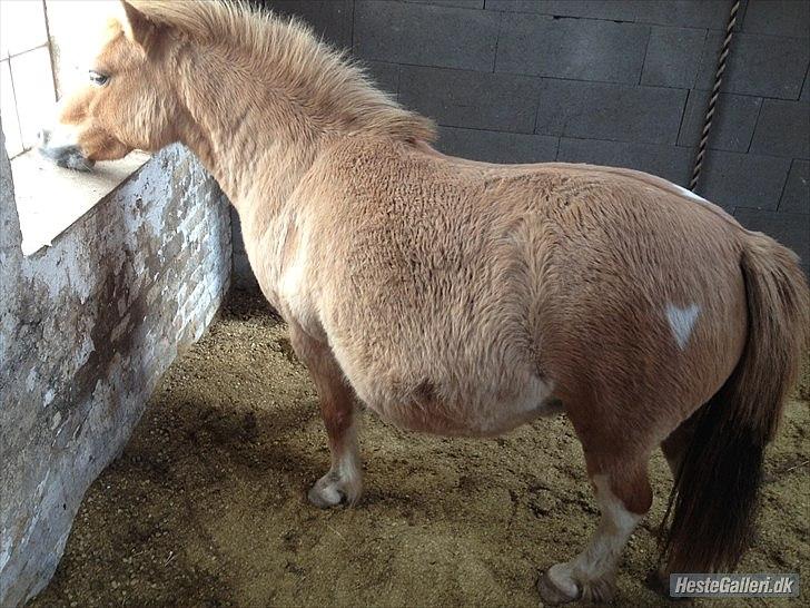 Pinto Doheema Snuske PIN 596 **BROVANG** SOLGT ! - Skal da lige ha styr på det hele :D billede 6