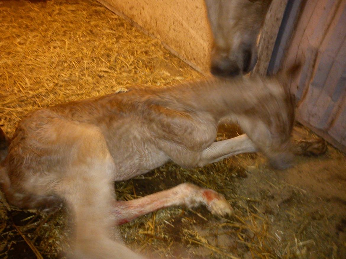 Haflinger Henrietta - Lille Havgaards Amaretto <3 født d. 20/4-2012 kl 21.32 billede 16