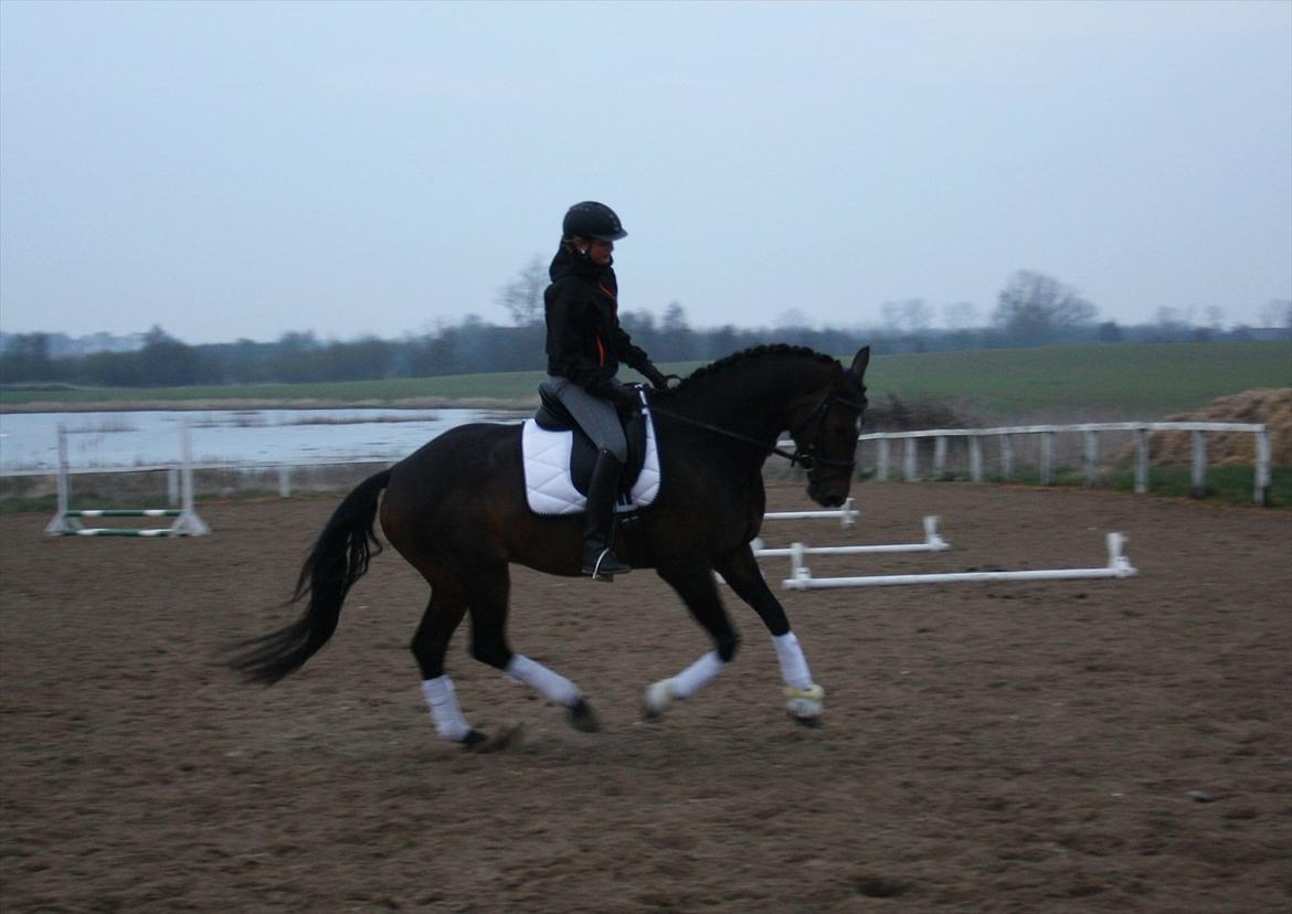 Dansk Varmblod Vesterdams Weltsia billede 6