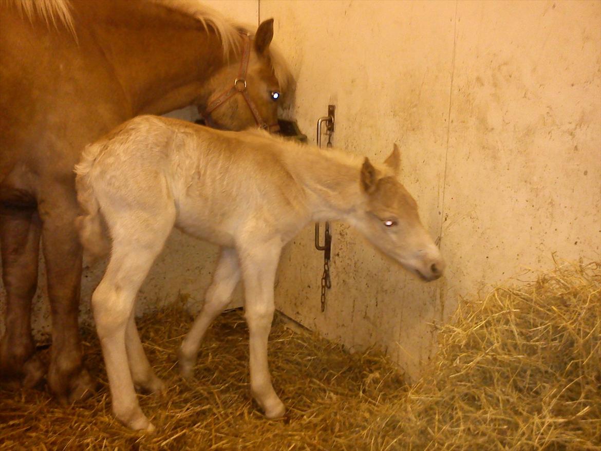 Haflinger Henrietta - Amaretto.. bare dejlig og nysgerrig :) billede 17