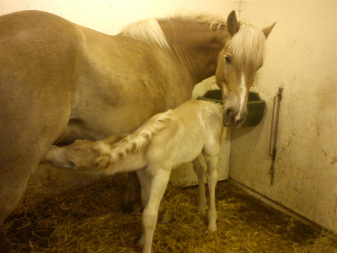 Haflinger Henrietta - Lækker mælketår hos min dejlige mor <3 billede 18