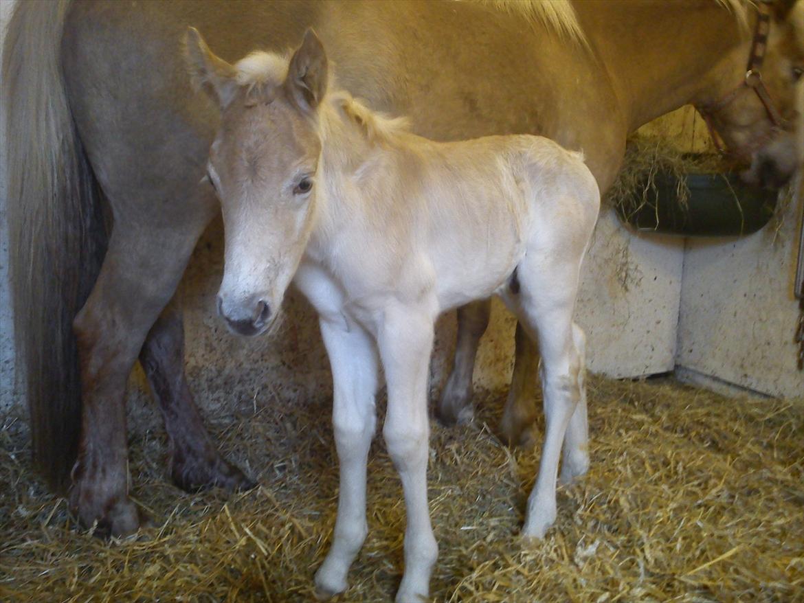 Haflinger Henrietta - Havgaards Amaretto, 1 døgn gammel og allerede en kærlig fyr :) billede 19