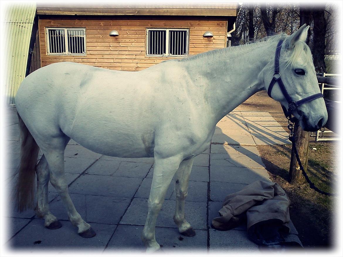 Anden særlig race Shadow (Part) - Forår 2012♥ billede 9