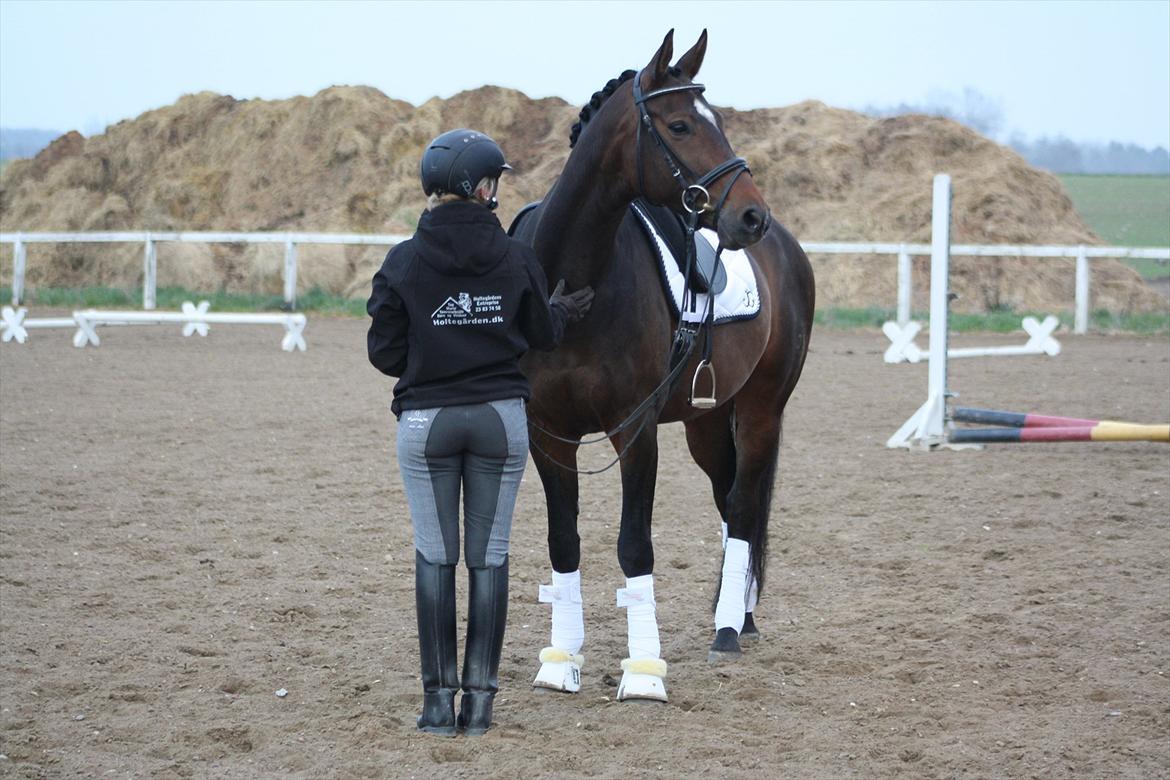 Dansk Varmblod Vesterdams Weltsia billede 13