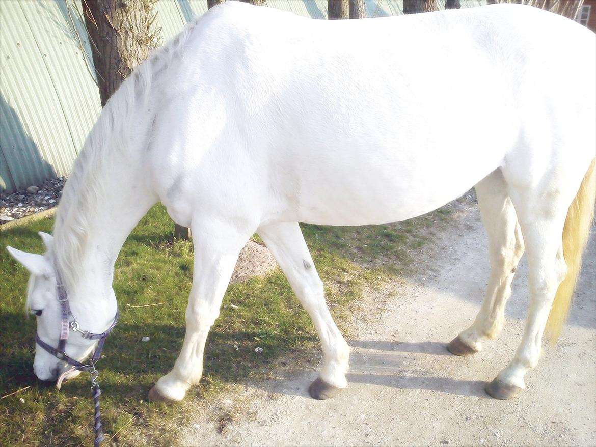 Anden særlig race Shadow (Part) - "Græssetur":-D  billede 8