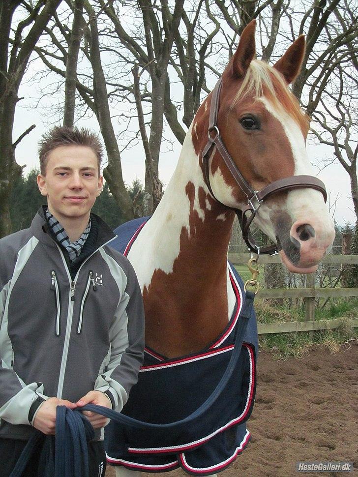 Pinto Chester billede 19