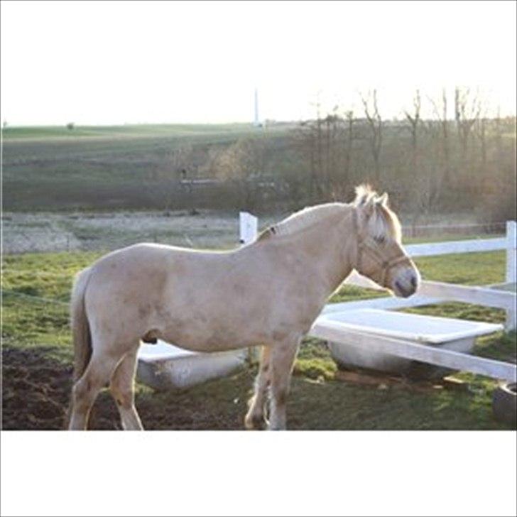 Fjordhest Solstiens Ask billede 1