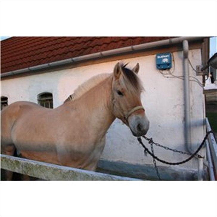 Fjordhest Solstiens Ask billede 3