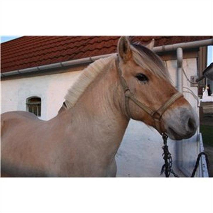 Fjordhest Solstiens Ask billede 5