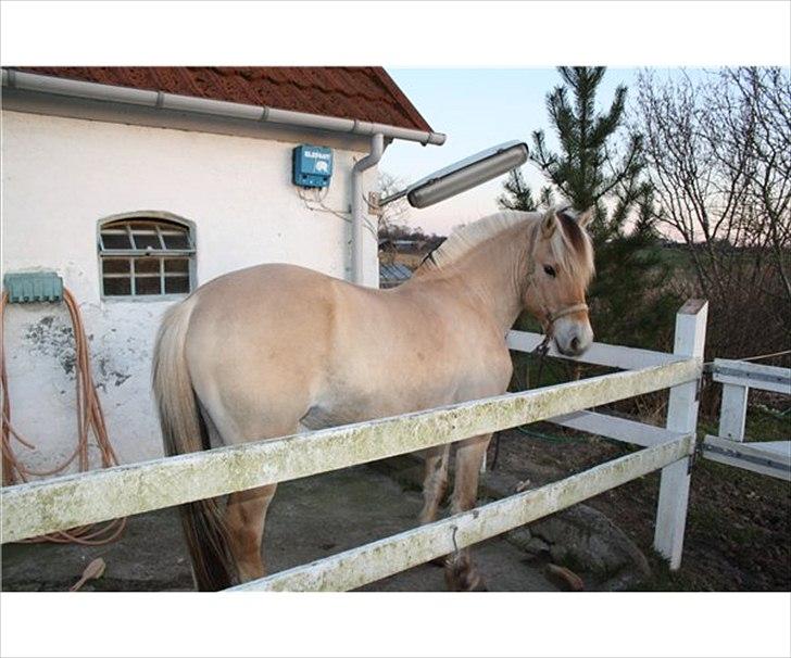 Fjordhest Solstiens Ask billede 6