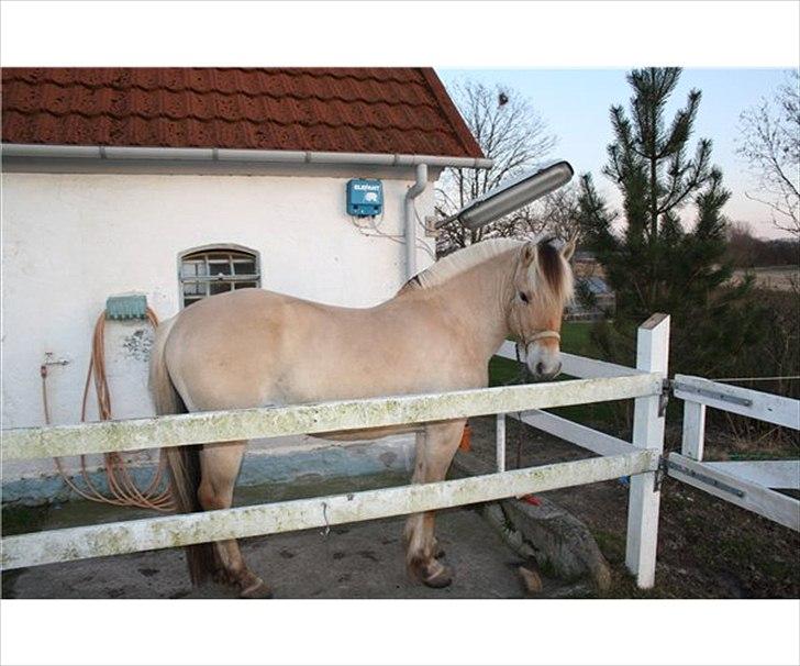 Fjordhest Solstiens Ask billede 7