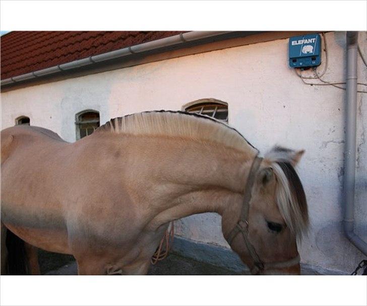 Fjordhest Solstiens Ask billede 8