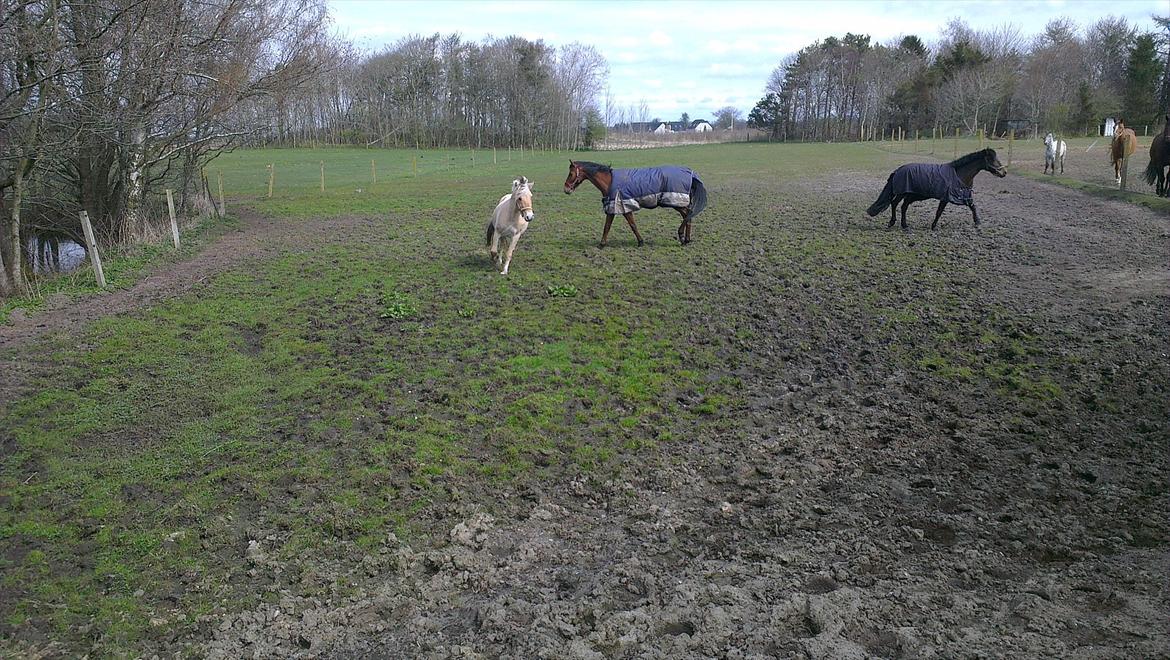 Fjordhest Solstiens Ask billede 9