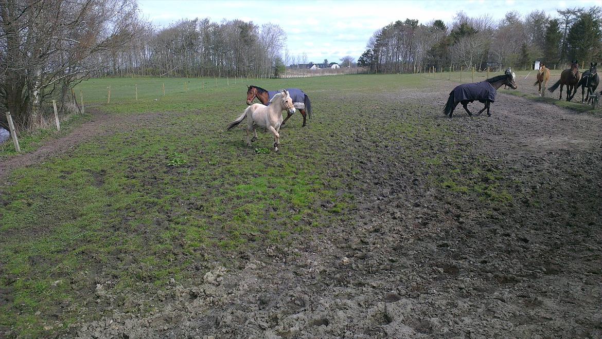 Fjordhest Solstiens Ask billede 10