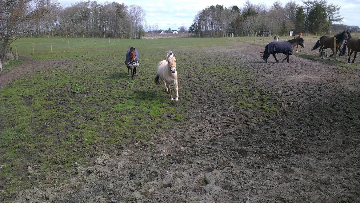 Fjordhest Solstiens Ask billede 11