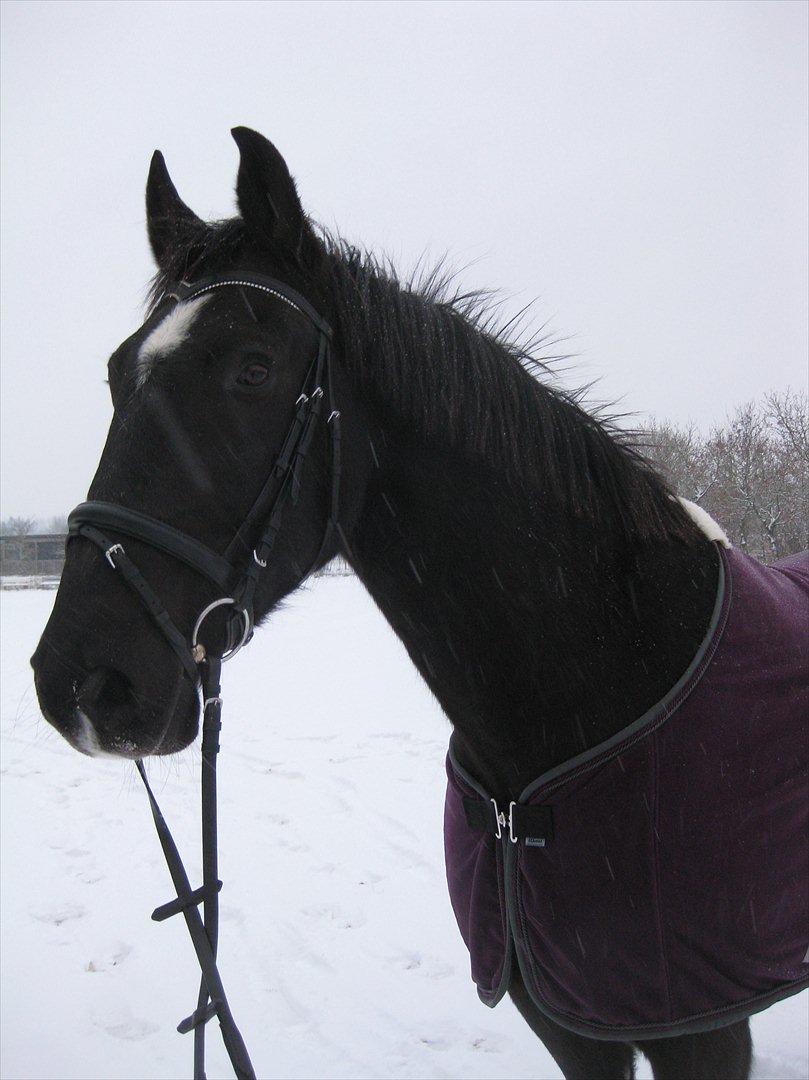 Anden særlig race Markus - Markus i snevejr, fra januar 2012 billede 18