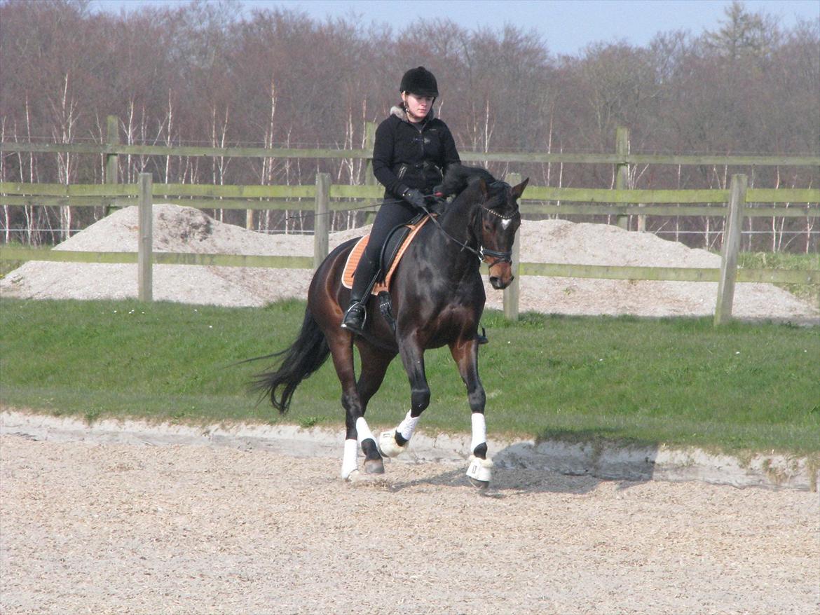 Dansk Varmblod Herizcha Grønvang BRDH billede 9