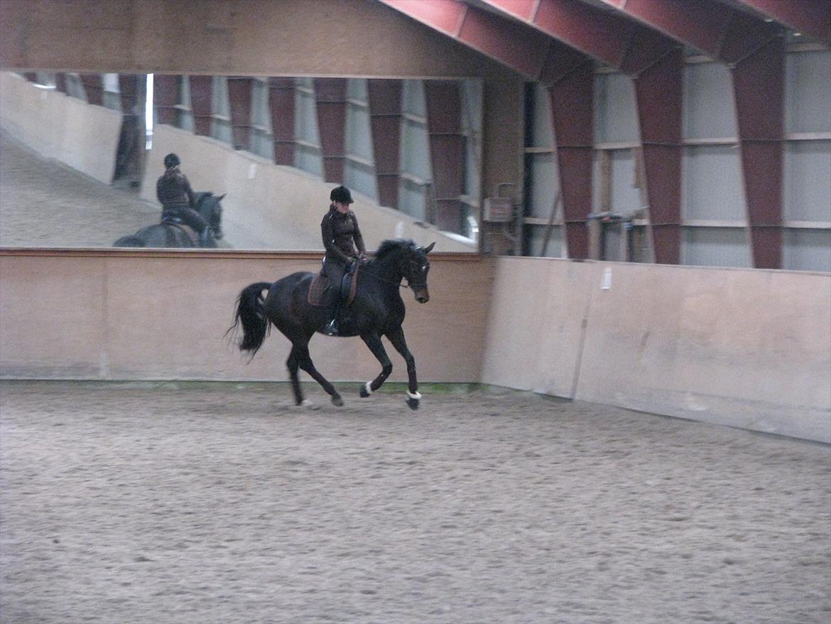 Dansk Varmblod Herizcha Grønvang BRDH billede 10