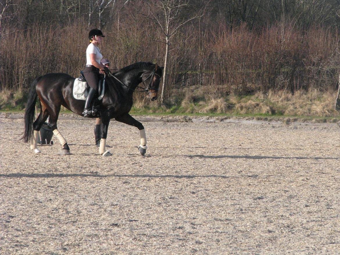 Dansk Varmblod Herizcha Grønvang BRDH billede 11