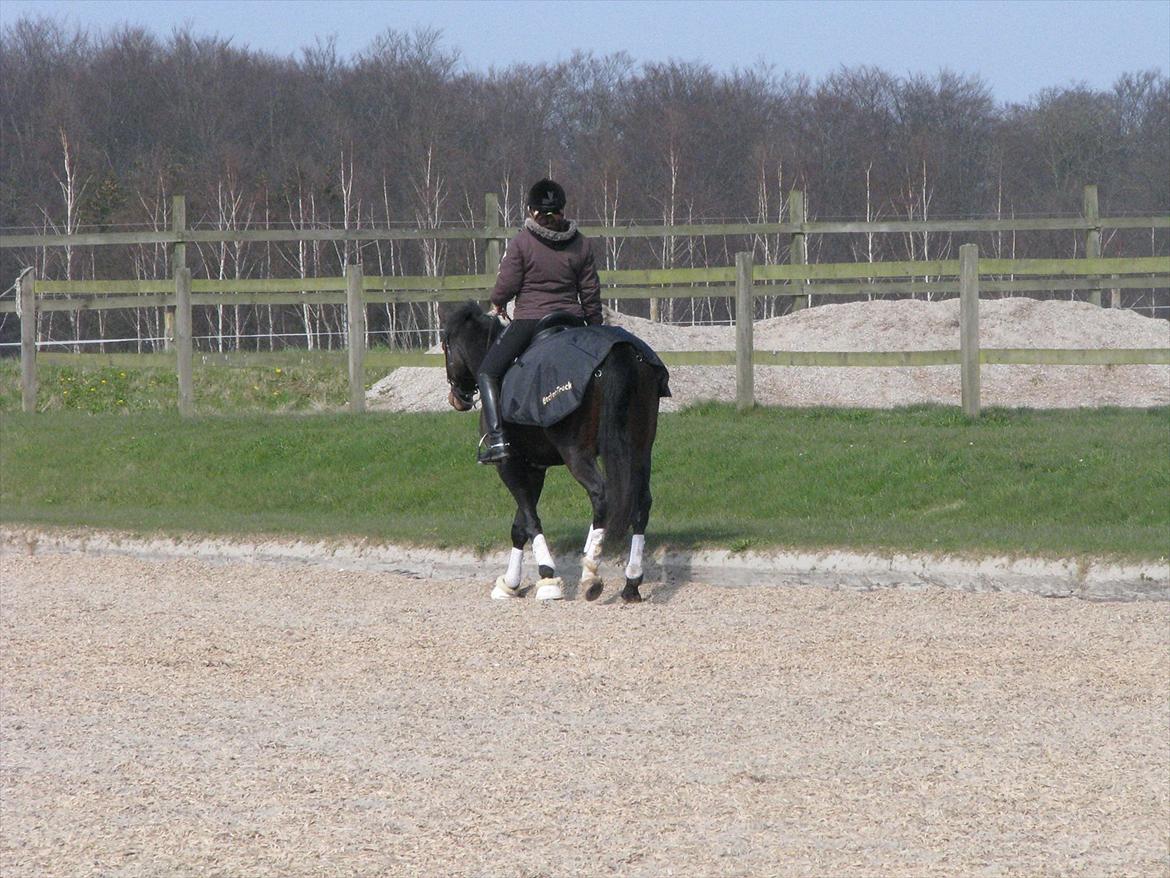 Dansk Varmblod Herizcha Grønvang BRDH billede 12