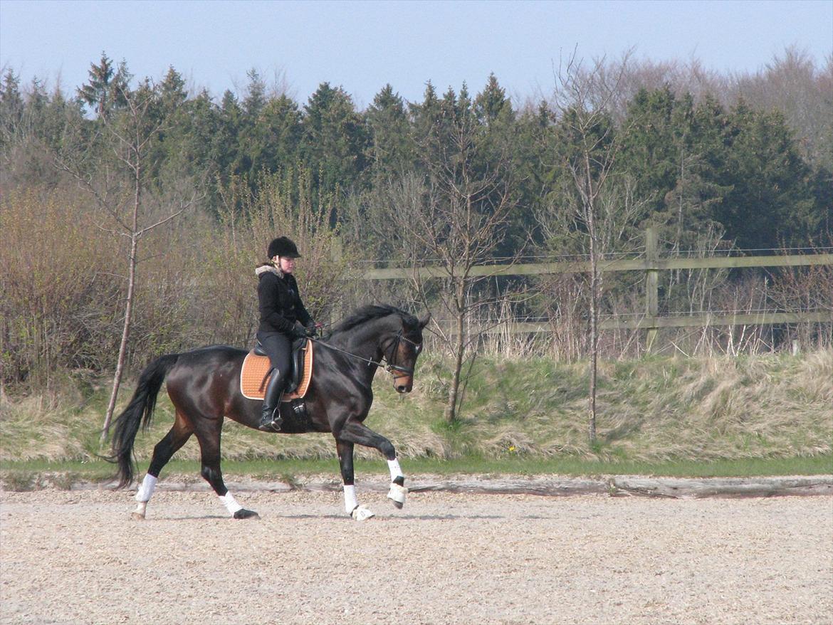 Dansk Varmblod Herizcha Grønvang BRDH billede 13
