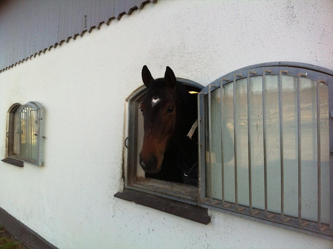 Dansk Varmblod Herizcha Grønvang BRDH billede 14