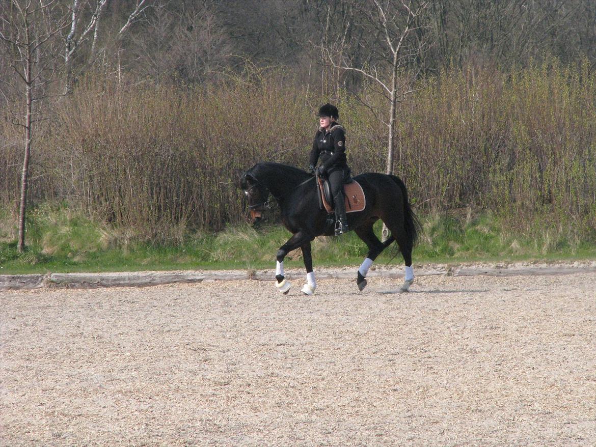 Dansk Varmblod Herizcha Grønvang BRDH billede 15