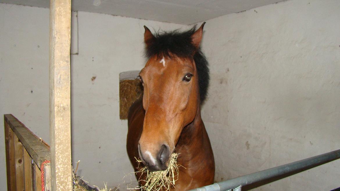 Anden særlig race Billy Joe billede 1