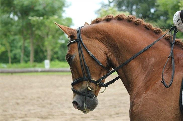 Tysk Sportspony Firfod Jacob Klaphat - <3 (tidligere ejers billede) billede 8